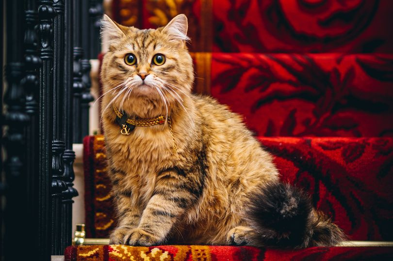 Соседка королевы? Сибирская кошка живет в роскошном отеле за 3,5 млн рублей в день